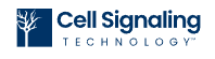 SignalSilence ?  Stat5 siRNA I 
